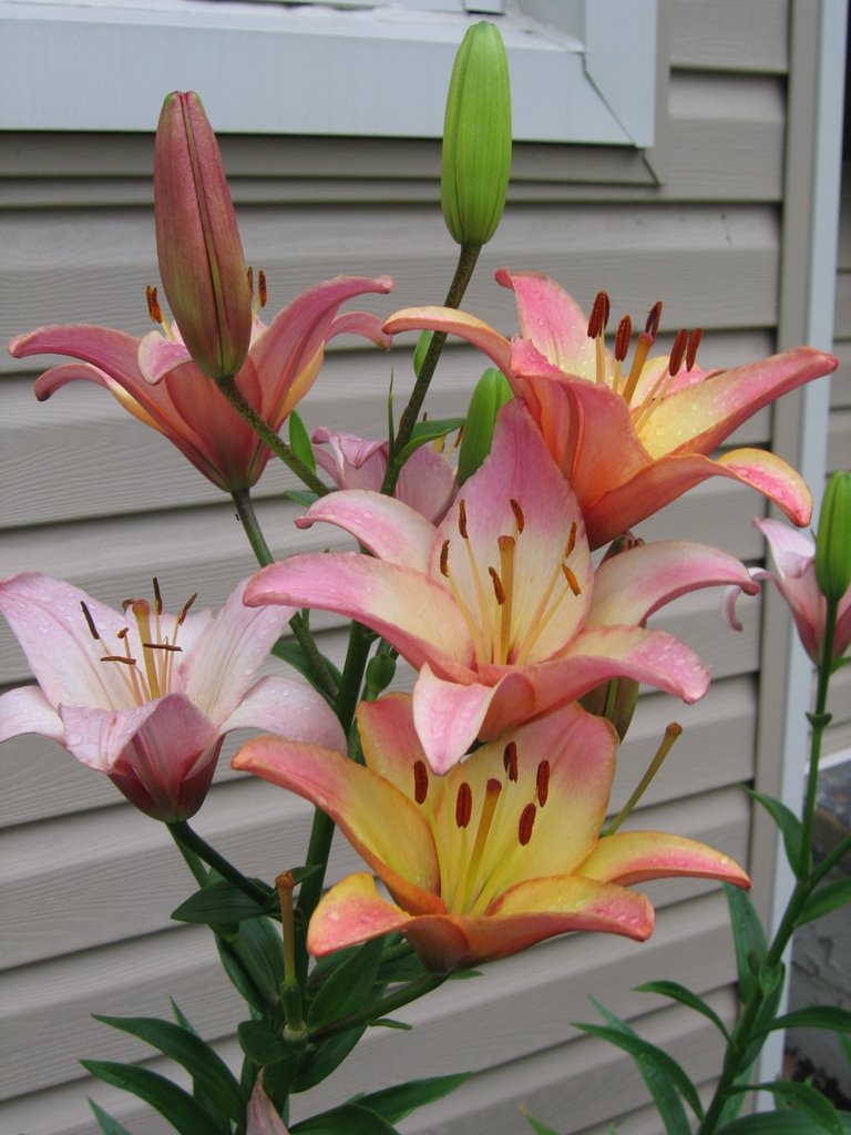 Commodore Nicole's Blog The flower that blooms in adversity is the