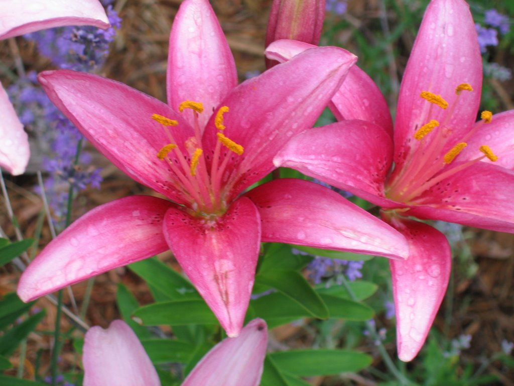 Commodore Nicole's Blog The flower that blooms in adversity is the